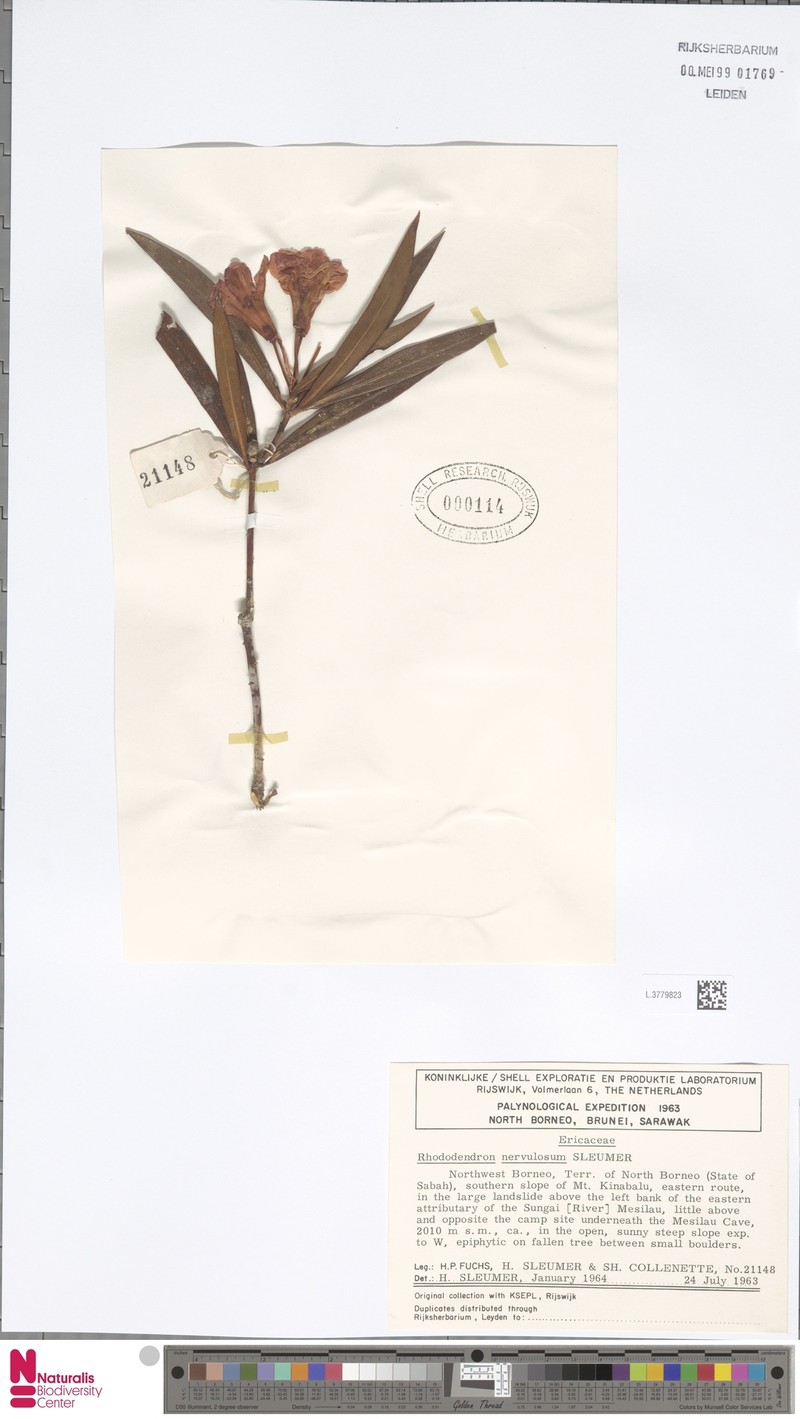 Rhododendron nervulosum photo 4