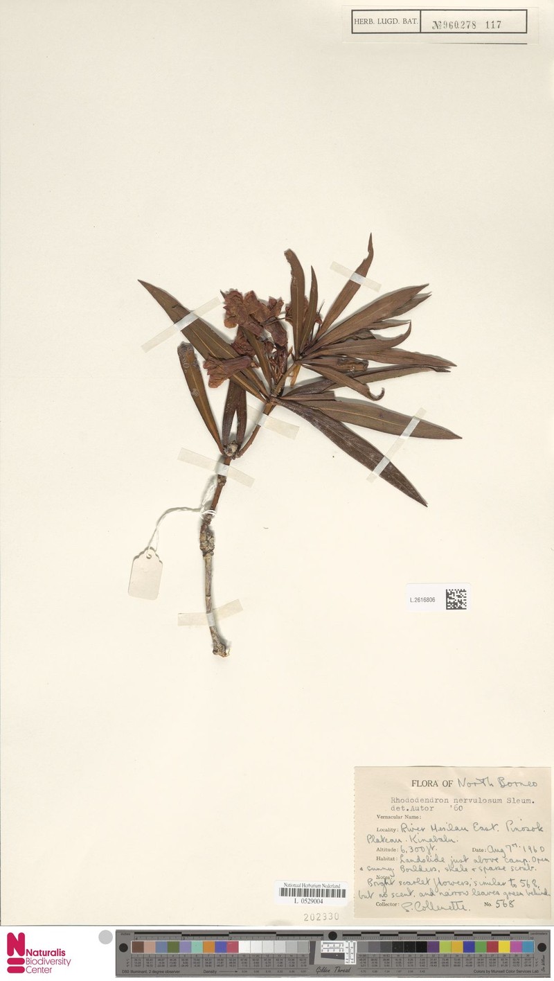 Rhododendron nervulosum photo 6