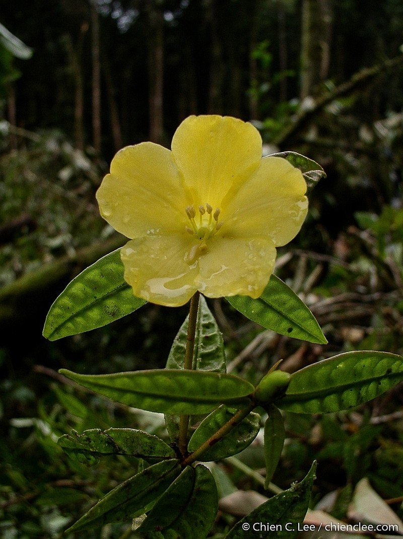 Rhododendron nieuwenhuisii photo 2