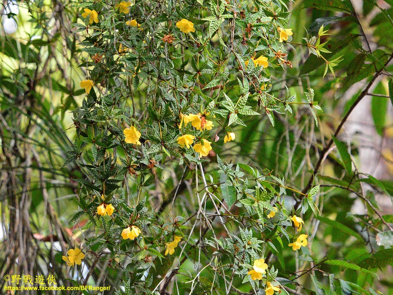Rhododendron nieuwenhuisii photo 8