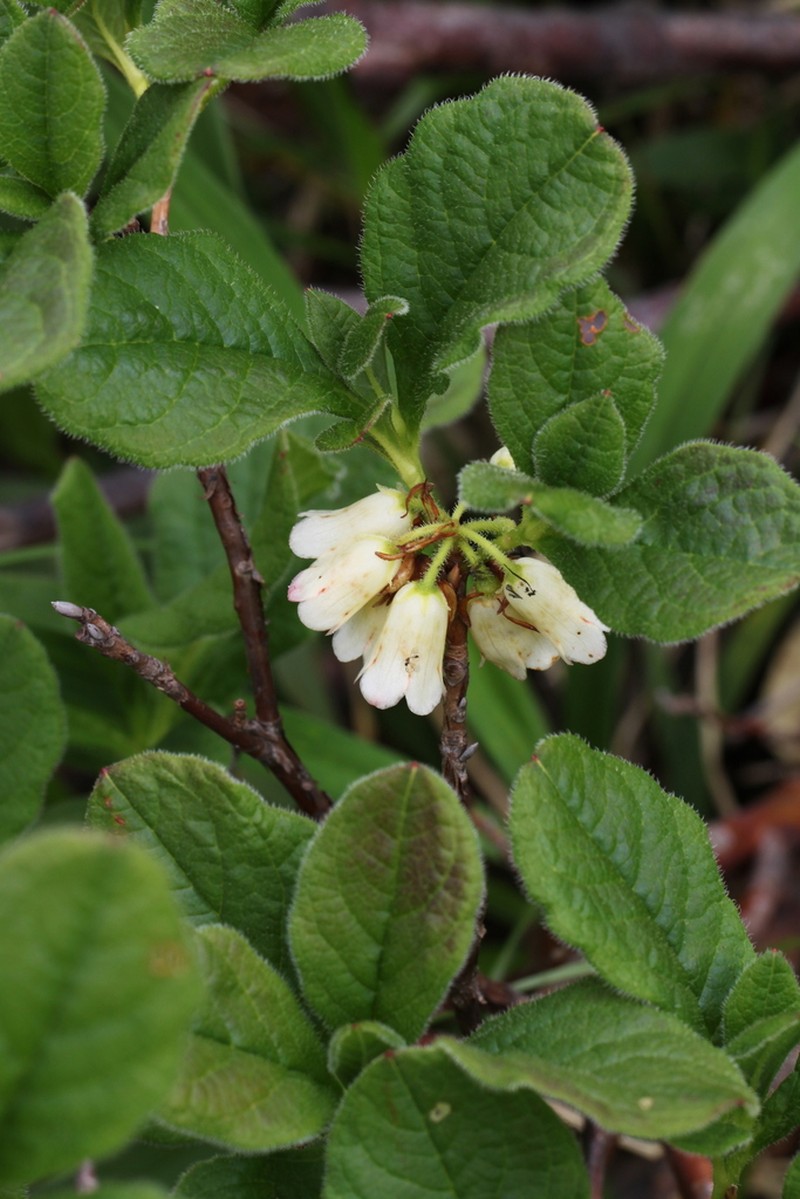 Rhododendron nipponicum photo 2