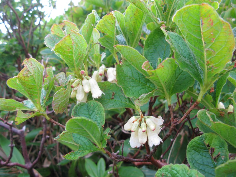 Rhododendron nipponicum