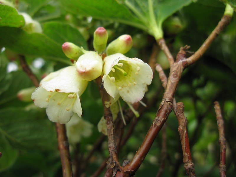 Rhododendron nipponicum photo 3