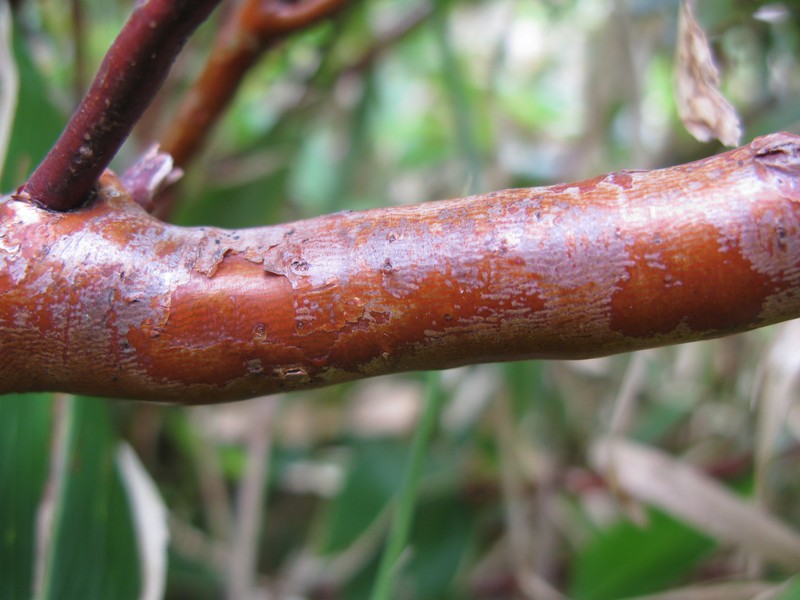 Rhododendron nipponicum photo 4