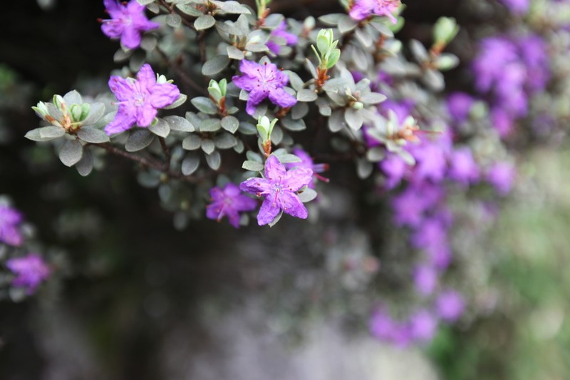 Rhododendron nitidulum photo 2