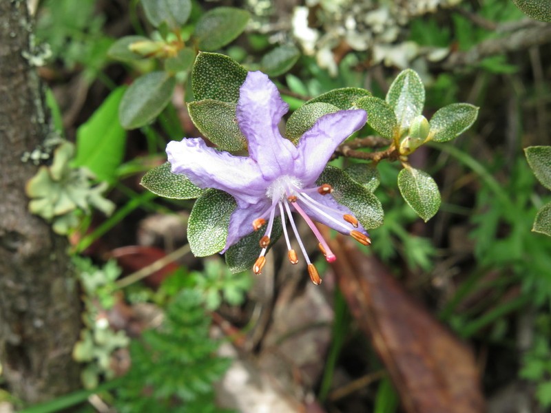 Rhododendron nitidulum photo 3