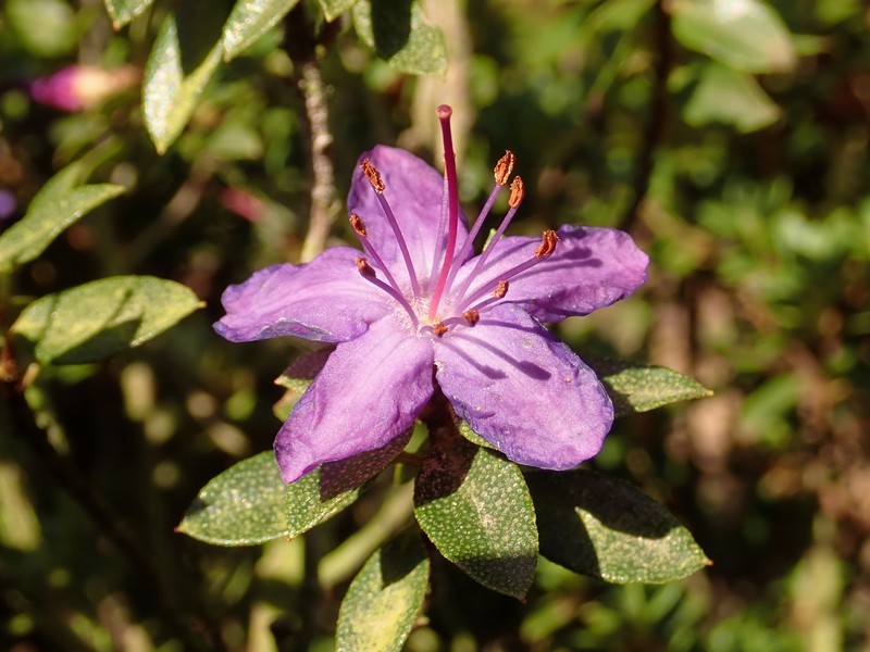 Rhododendron nitidulum