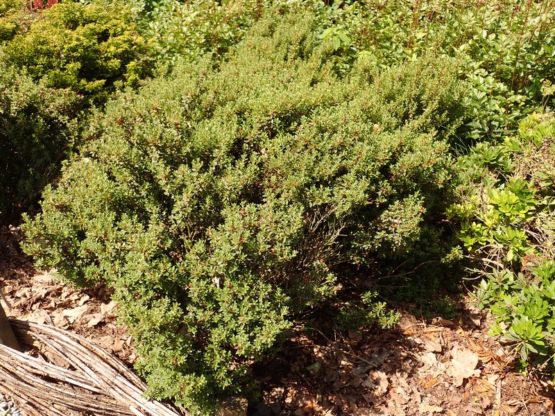 Rhododendron nitidulum photo 4