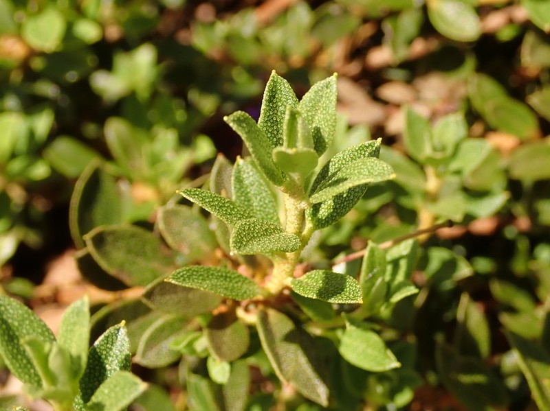 Rhododendron nitidulum photo 5