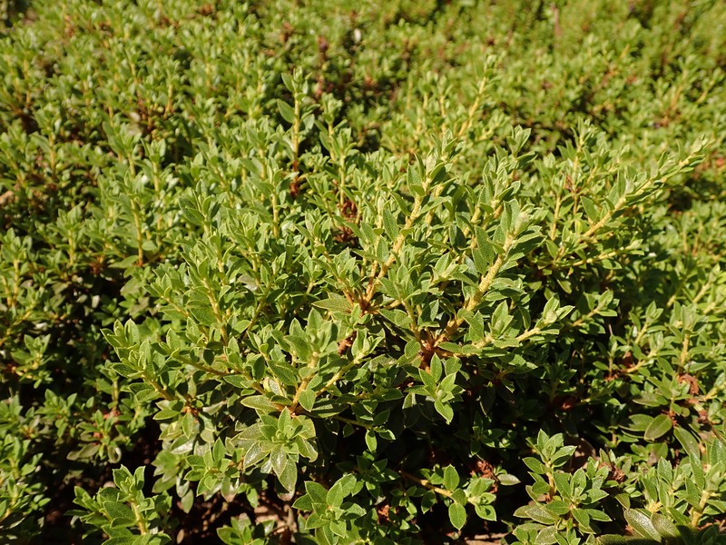 Rhododendron nitidulum photo 6
