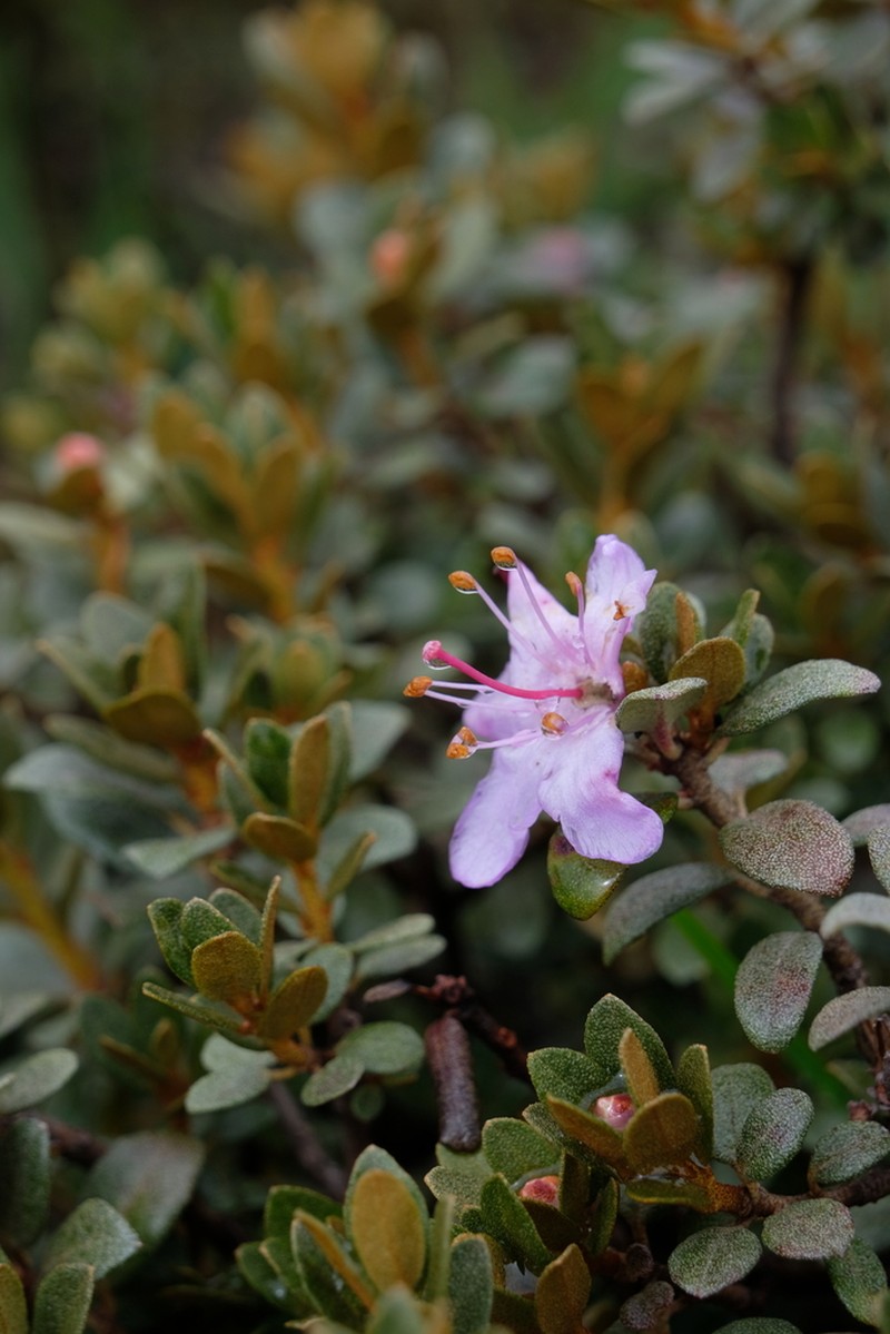Rhododendron nivale photo 2