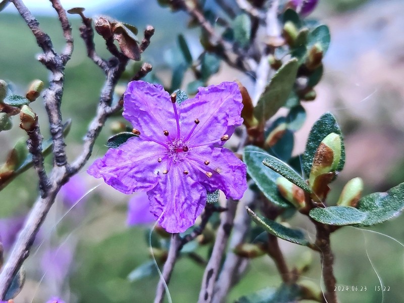 Rhododendron nivale photo 4
