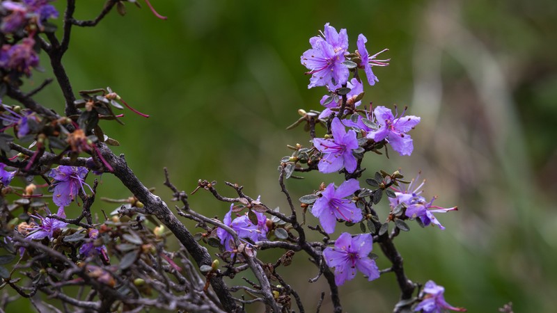Rhododendron nivale photo 5