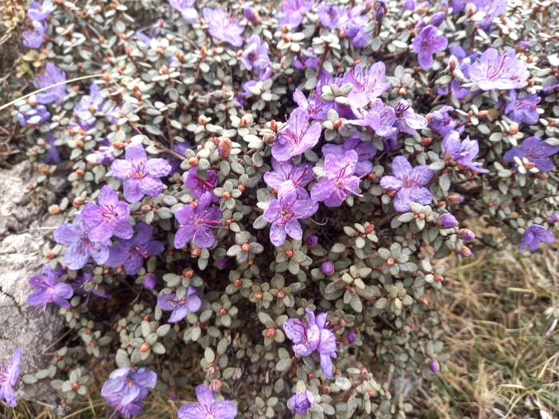 Rhododendron nivale photo 6