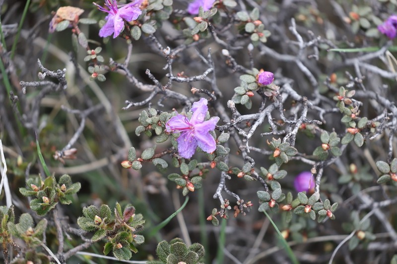 Rhododendron nivale photo 7