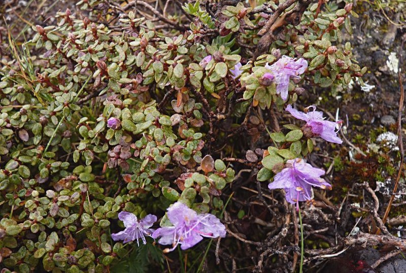 Rhododendron nivale photo 8