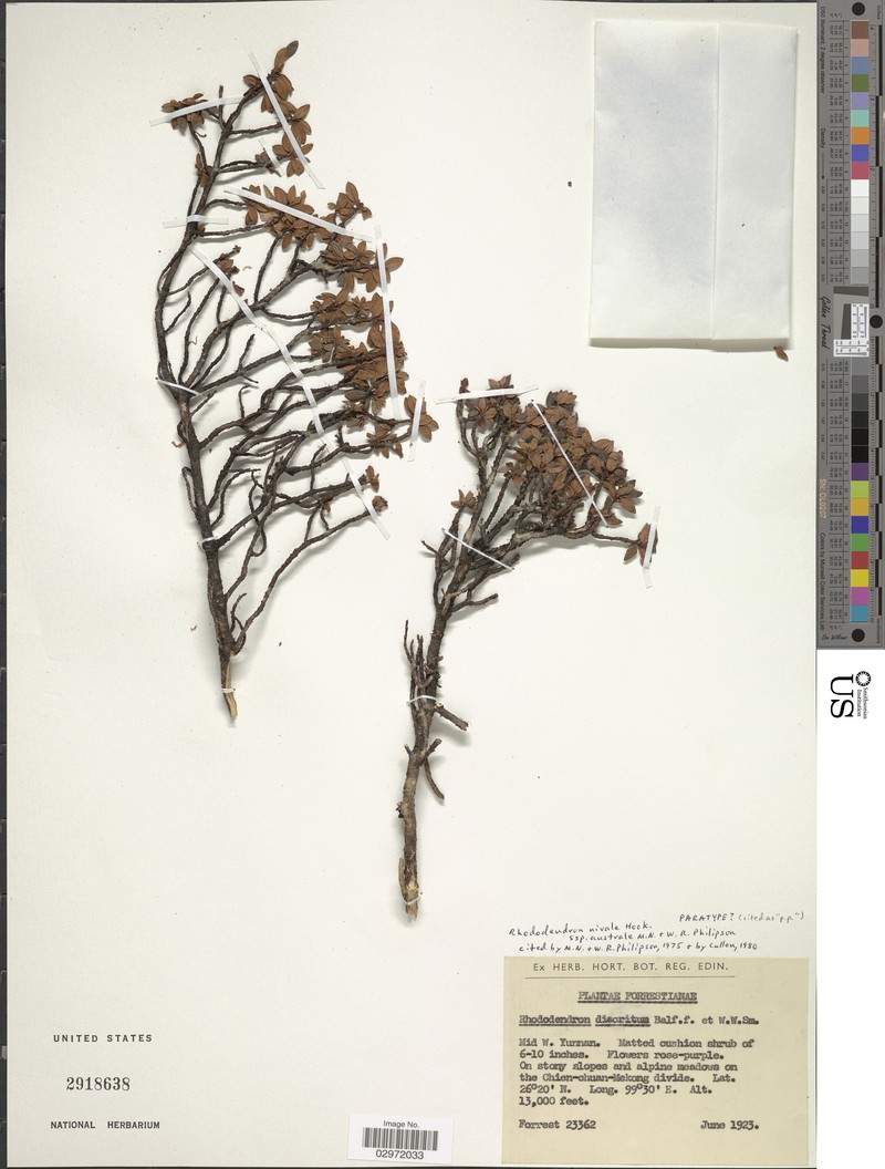 Rhododendron nivale subsp. australe