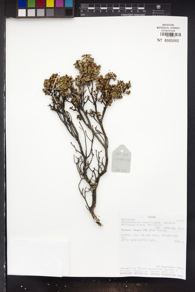 Rhododendron nivale subsp. boreale photo 2