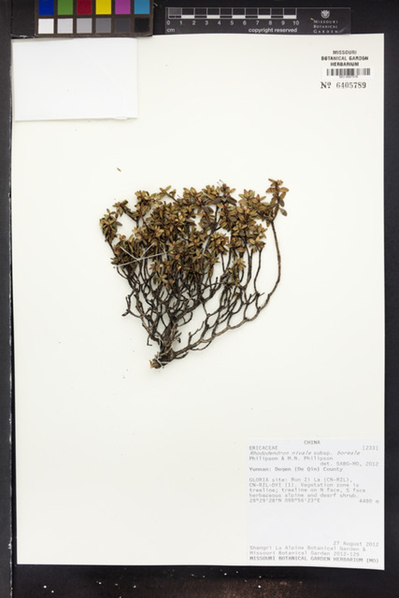 Rhododendron nivale subsp. boreale photo 3