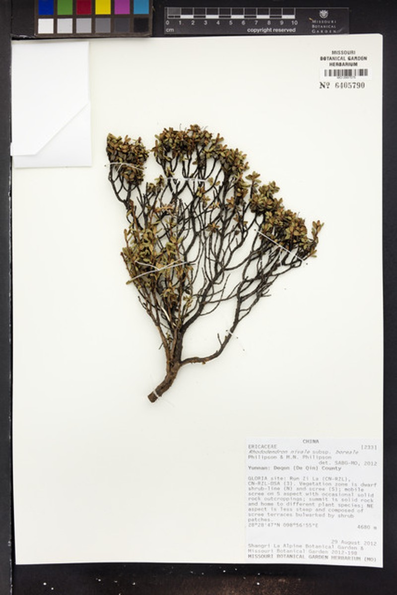 Rhododendron nivale subsp. boreale photo 4