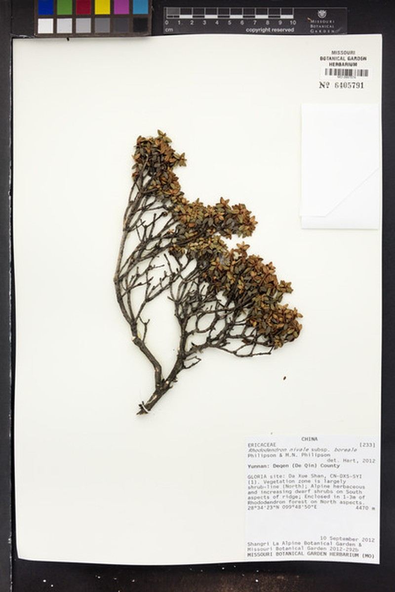 Rhododendron nivale subsp. boreale photo 5