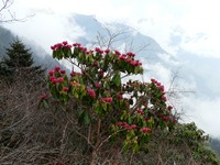 Rhododendron niveum