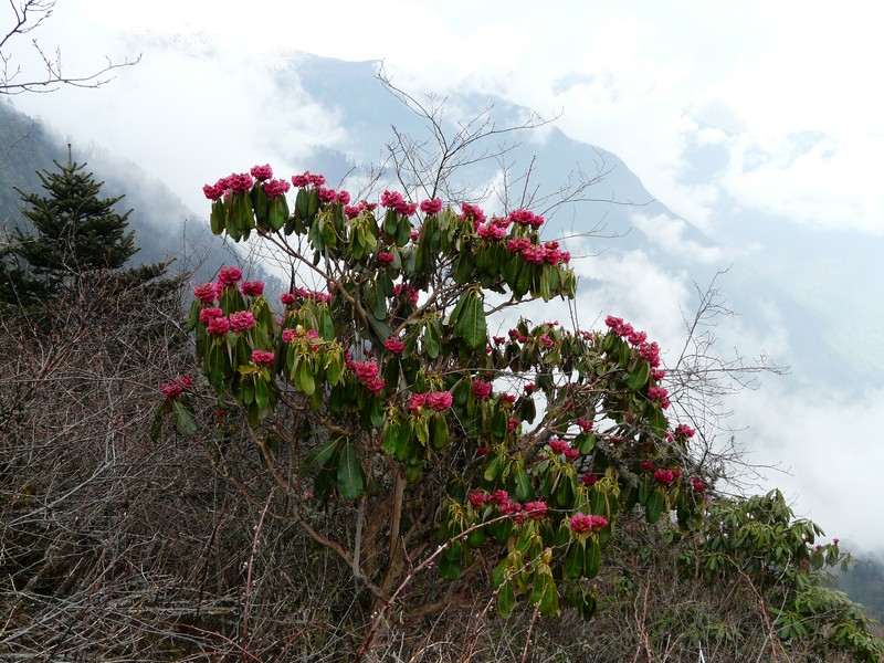 Rhododendron niveum