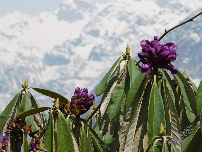 Rhododendron niveum photo 2