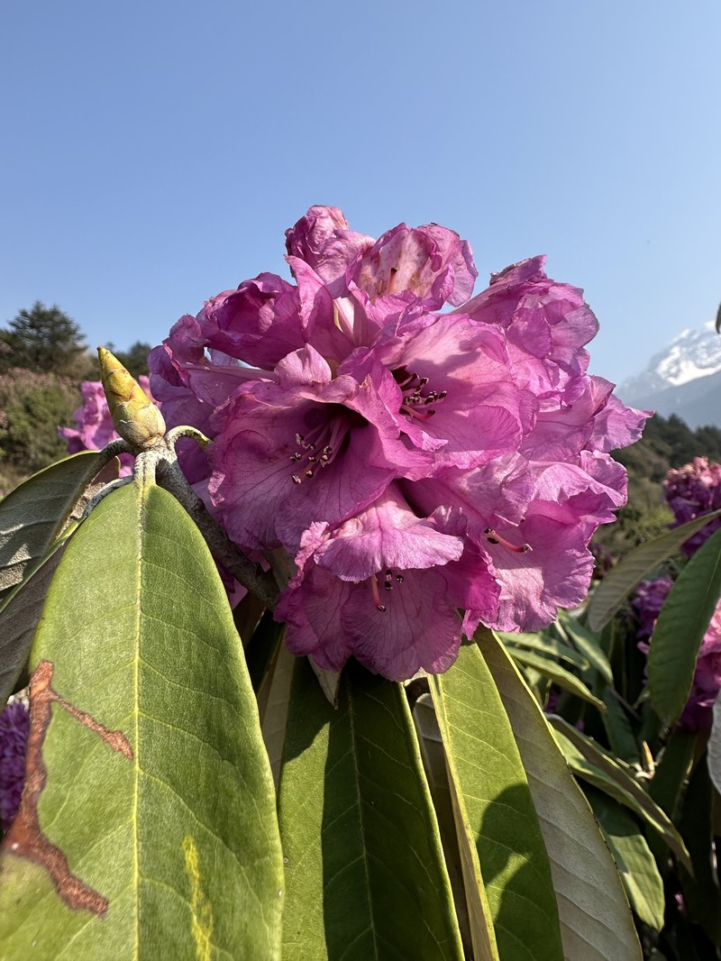 Rhododendron niveum photo 4