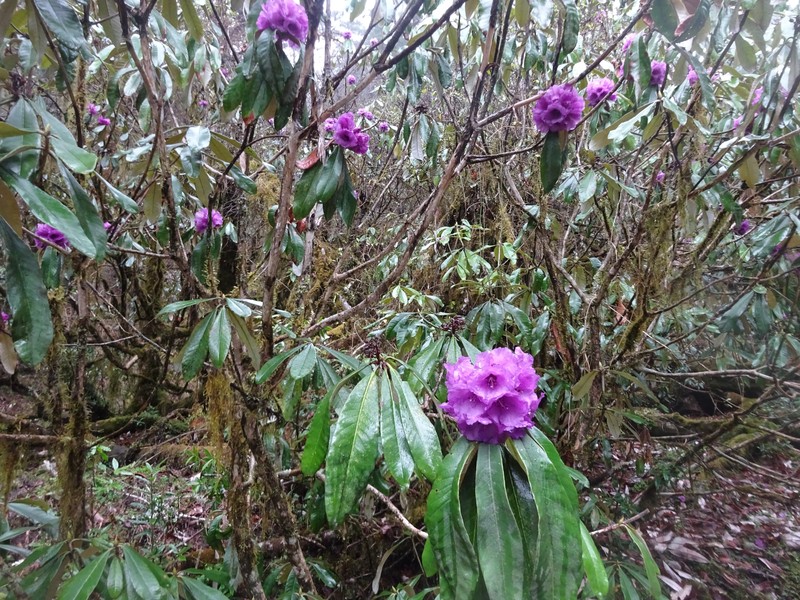 Rhododendron niveum photo 5