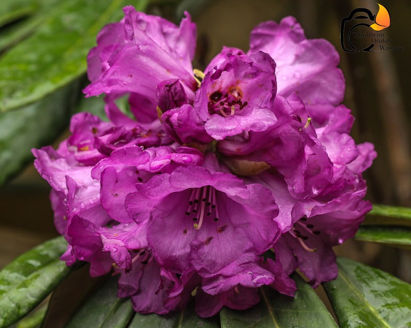 Rhododendron niveum photo 6