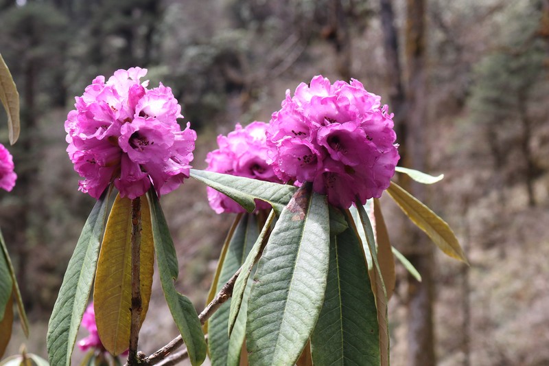 Rhododendron niveum photo 7