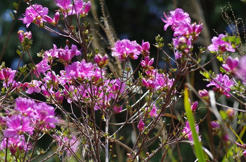 Rhododendron noriakianum