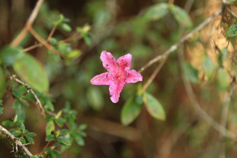 Rhododendron noriakianum photo 2