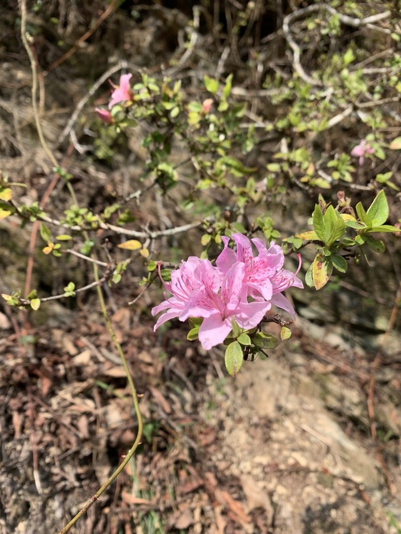 Rhododendron noriakianum photo 3