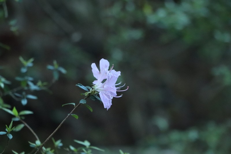 Rhododendron noriakianum photo 5