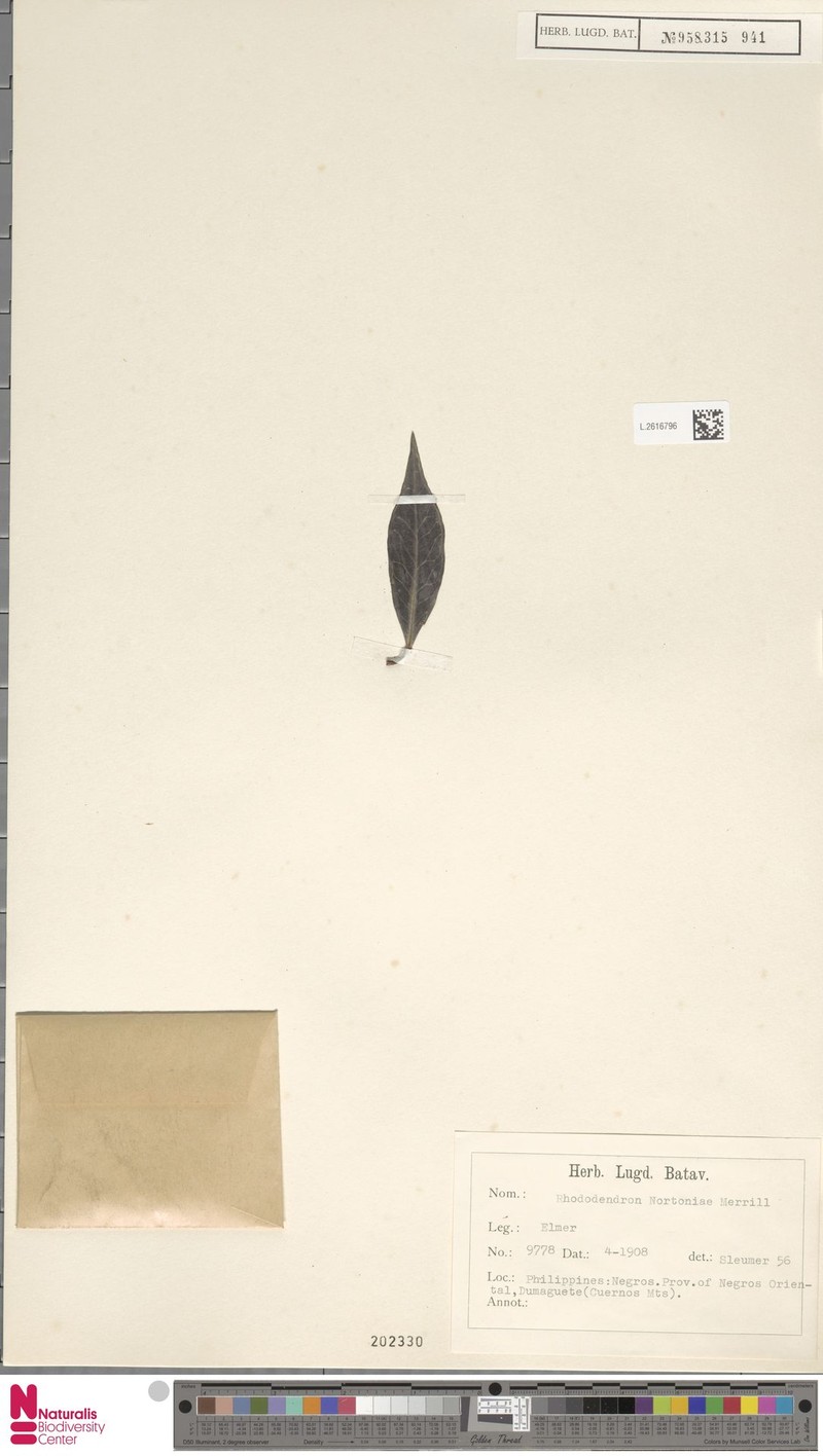 Rhododendron nortoniae