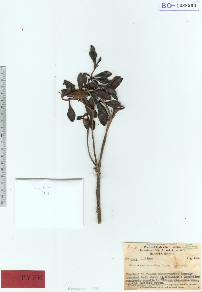 Rhododendron nubicola