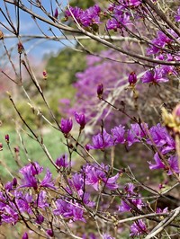 Rhododendron nudipes