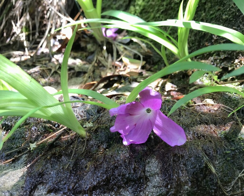 Rhododendron nudipes photo 2