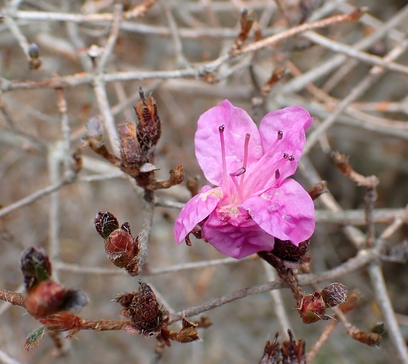 Rhododendron nudipes photo 3