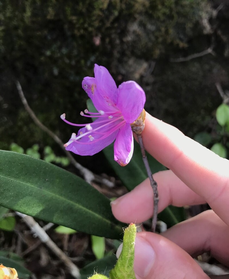 Rhododendron nudipes photo 4