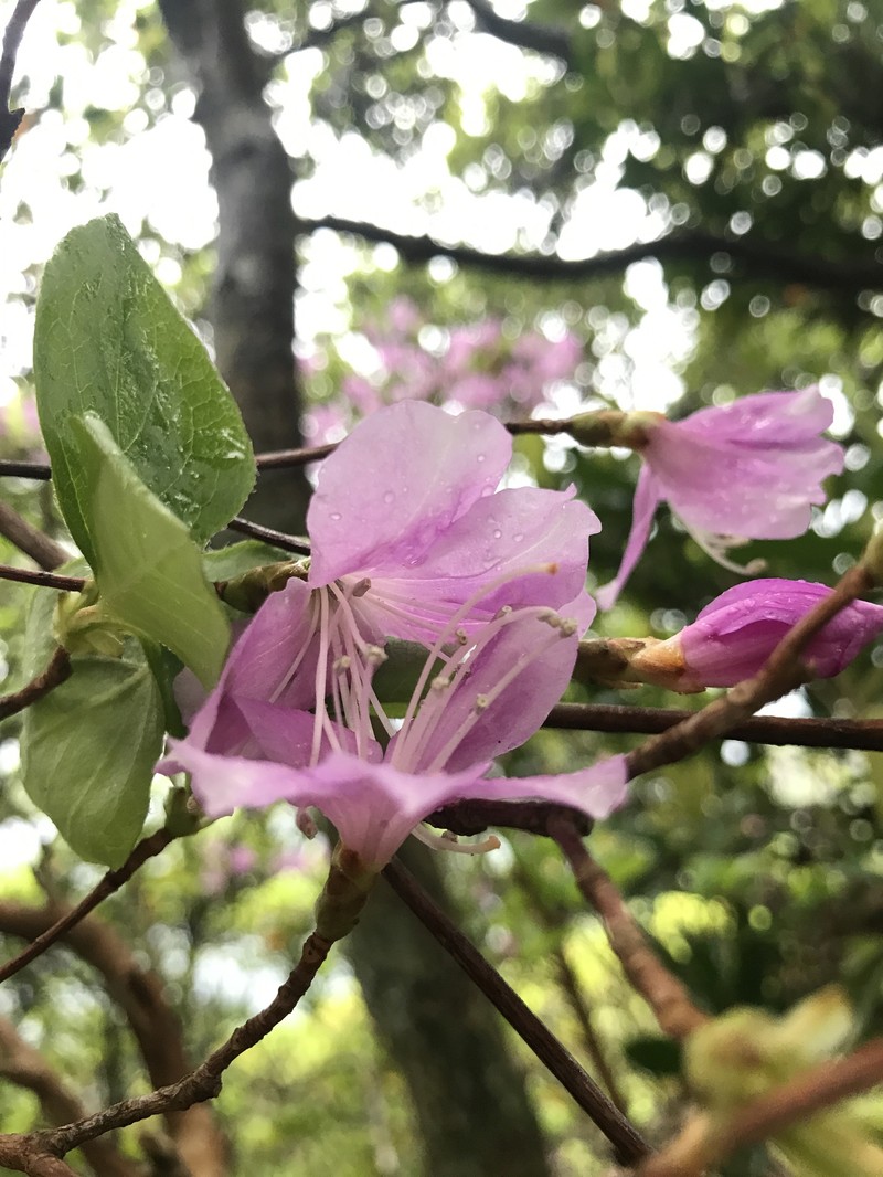 Rhododendron nudipes photo 6