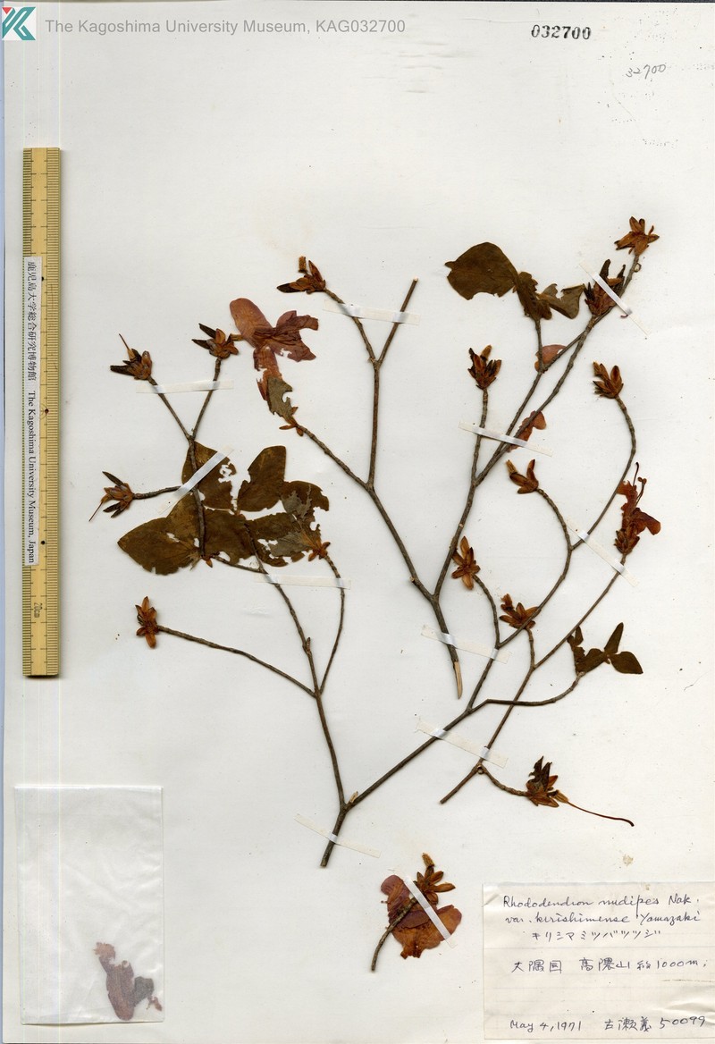 Rhododendron nudipes var. kirishimense