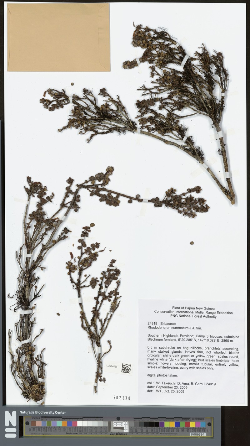 Rhododendron nummatum