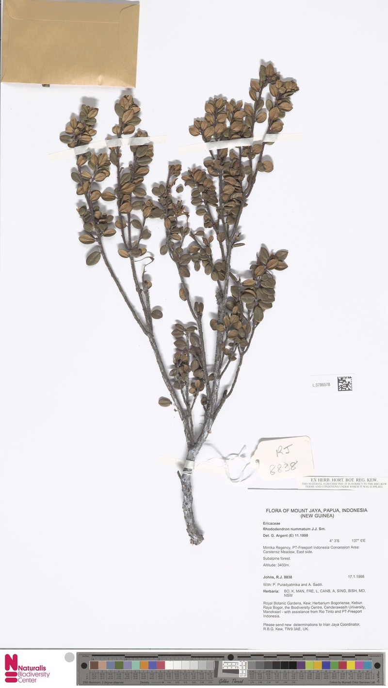 Rhododendron nummatum photo 2
