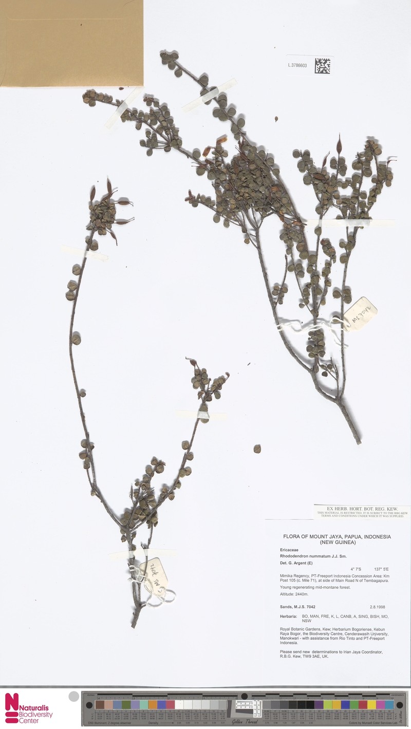 Rhododendron nummatum photo 4