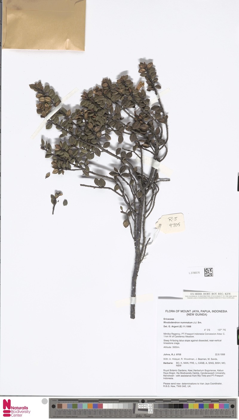 Rhododendron nummatum photo 5