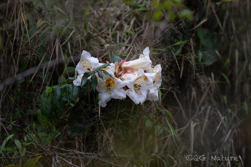 Rhododendron nuttallii