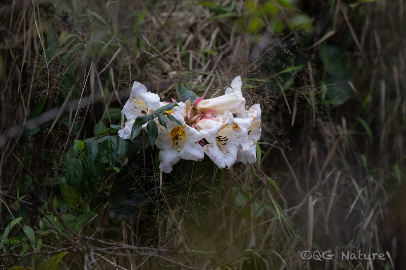 Rhododendron nuttallii photo 2
